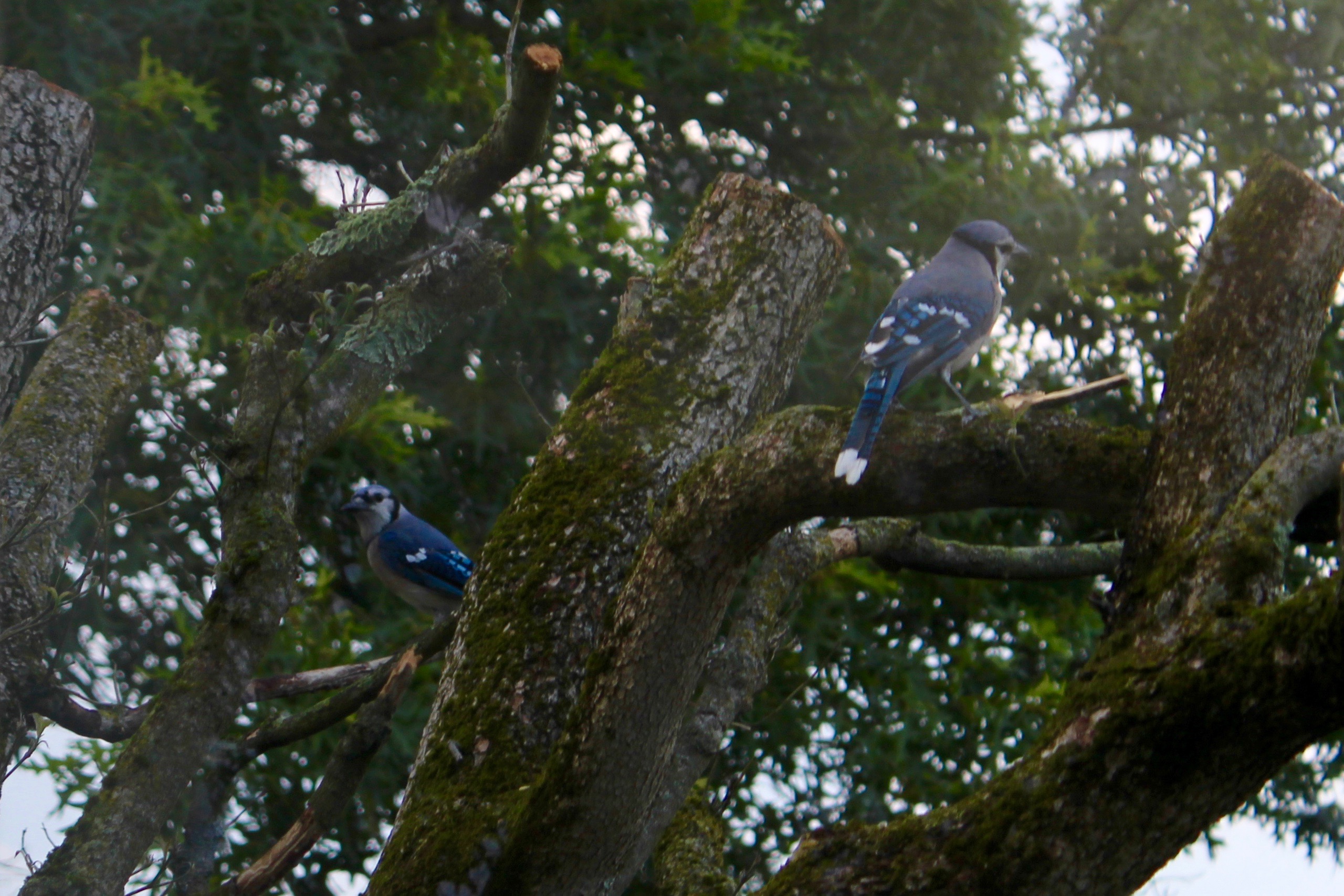 2nd Blue Jay